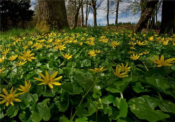 Bunte Teppiche von Frühblühern wie das Scharbockskraut erwecken den Frühlingswald zum Leben. Foto: Landesforsten Rheinland-Pfalz / Ingrid Lamour
