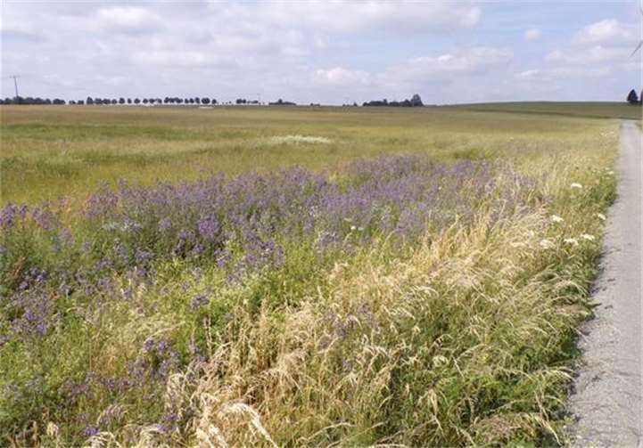 Bunte Wegränder beheimaten viele Tier- und Pflanzenarten. Foto: Pressestelle Westerwaldkreis