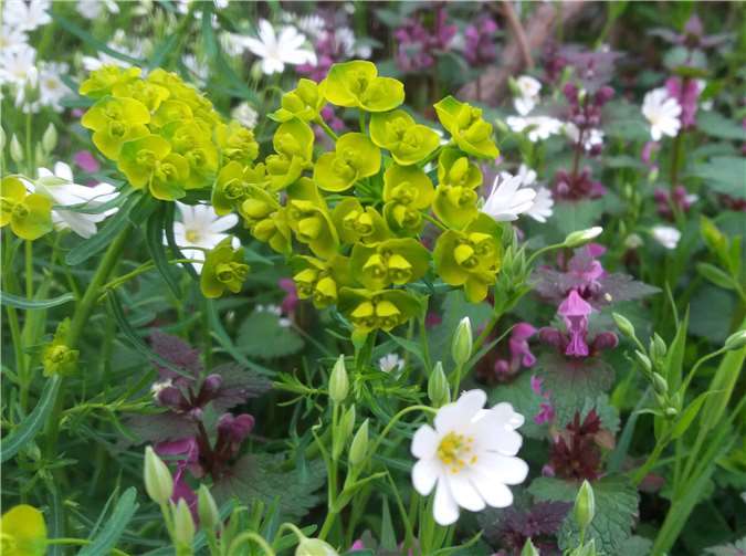 Bunter Frühlingsstrauss aus gelbgrüner Wolfsmilch, weißer Sternmiere und lilafarbenen Taubnesseln. Foto: privat