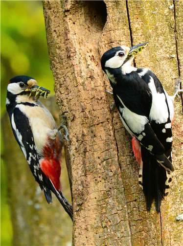 Buntspechte beim Füttern ihrer Jungen. Foto: Harry Neumann/NI