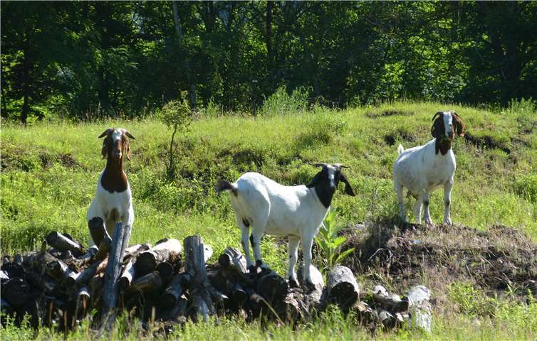 Burenziegen auf der Sandhalde. Foto: Leonhard
