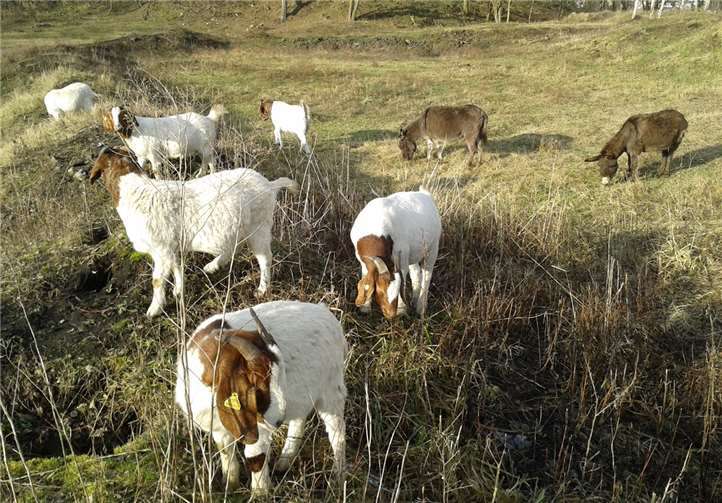 Burenziegen und Zwergesel auf der Concordia Sandhalde.Detlef Wischnat
