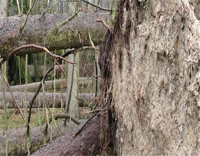 "Burglind" hat mit kräftigem Sturm einige Bäume entwurzelt.privat