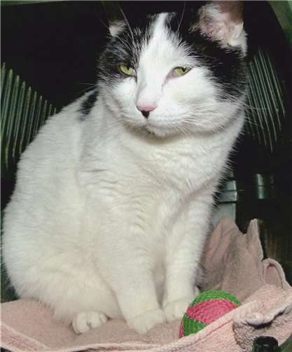 Caddy sucht ein neues Zuhause. privat