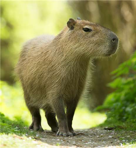 Capybara. Foto: Zoo Neuwied /Marcus Propach
