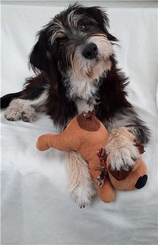 Carli ist gerade mal ein Jahr alt, doch sie benötigt dringend eine Hüftoperation.  Foto: Antje Firmenich