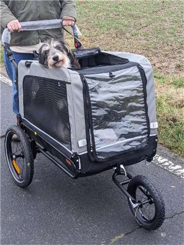 Carli ist immer mit dabei.  Foto: Tierschutz Siebengebirge,Antje Firmenich