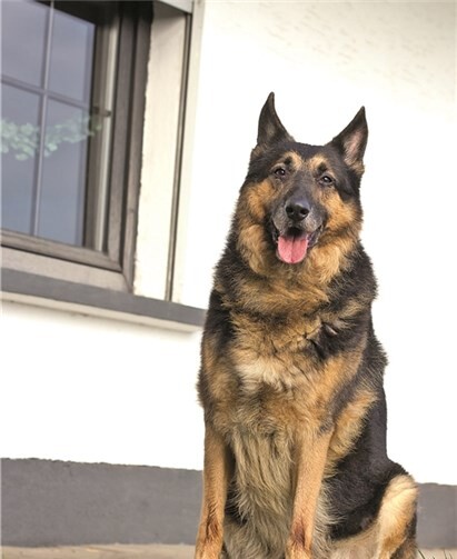 Carlos ist ein liebevoller Kamerad für alle Lebenslagen. Privat