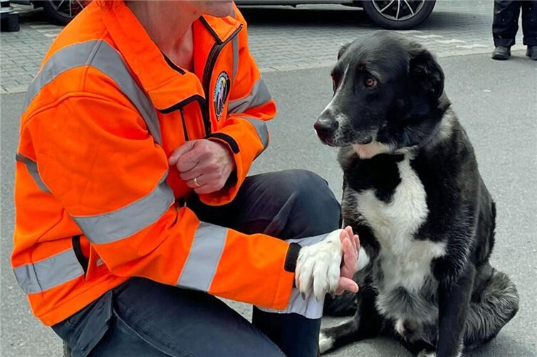 Caro beim Training mit der Rettungshundestaffel