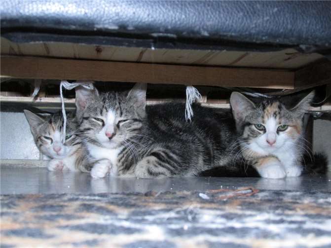 Carolina, Charles und Camilla. Fotos: privat