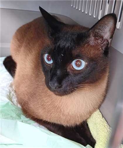 Caruso. Fotos: privat