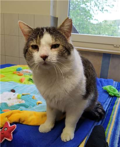 Caruso hat Rolllider, die gerade operiert worden sind.Foto: Tierheim u. Tierschutzverein Kreis Ahrweiler e.V.