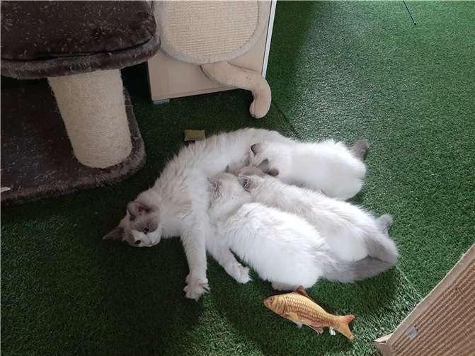 Cassandra mit ihren Kitten.