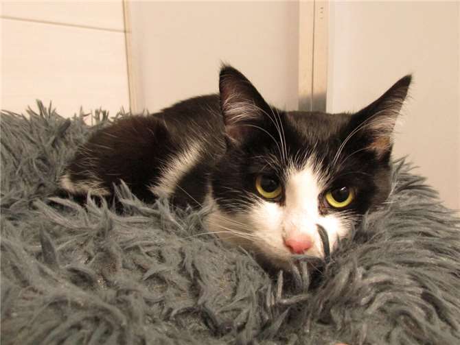 Zwei besondere Katzen auf der Suche Cassius.