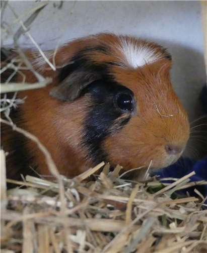 Celvin freut sich auf ein neues zu Hause.Foto: privat