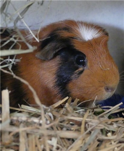 Celvin mag am liebsten weibliche Artgenossen. Foto: Tierheim Andernach