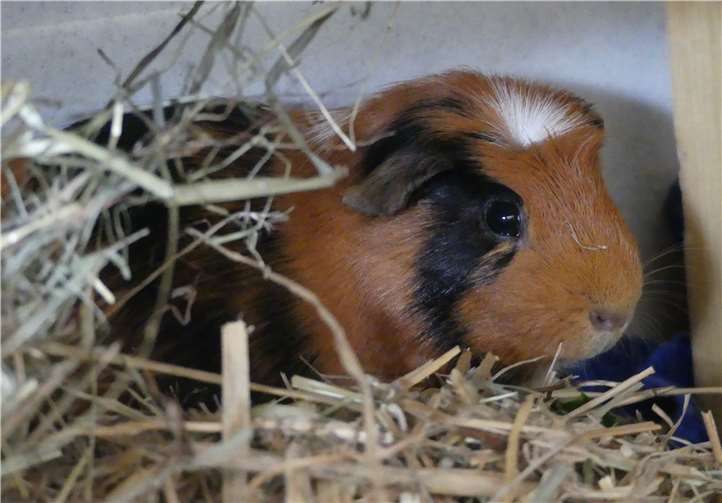 Celvin sucht ein meerschweinchengerechtes Zuhause.Foto: Tierheim Andernach
