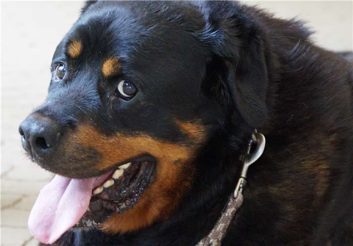 Charakterhund Moppel fehlt zu seinem Glück nur noch das passende Zuhause. Sandra Ott