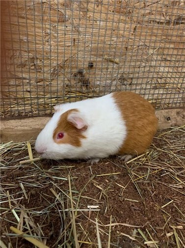 Charles. Fotos: privat