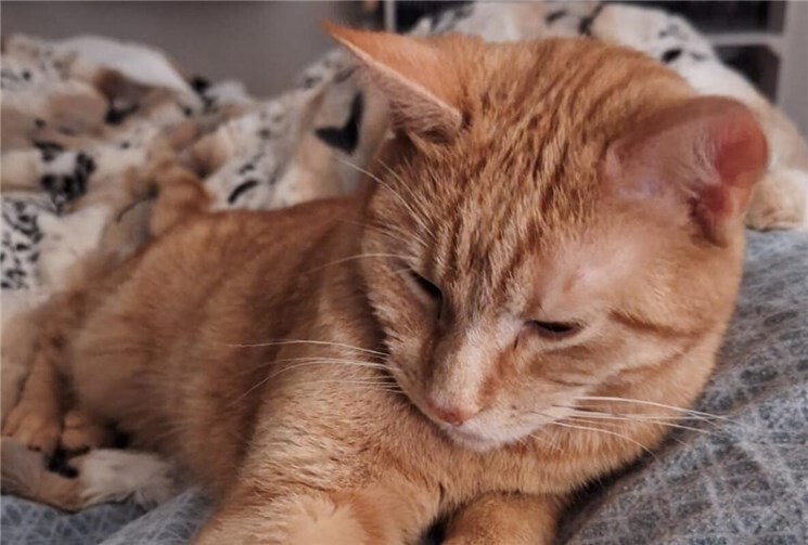Charlie ist verletzt und hat sich möglicherweise irgendwo verkrochen.