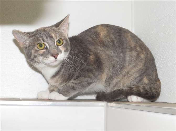 Charlotte. Quellen: Katzenhilfe Westerwald e.V.