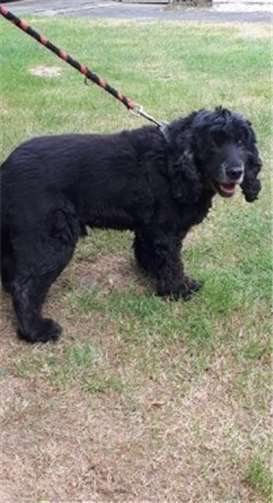 Charly ist immer gut gelaunt und ist auch im Umgang mit anderen Hunden unkompliziert. Foto: Tierheim Mayen