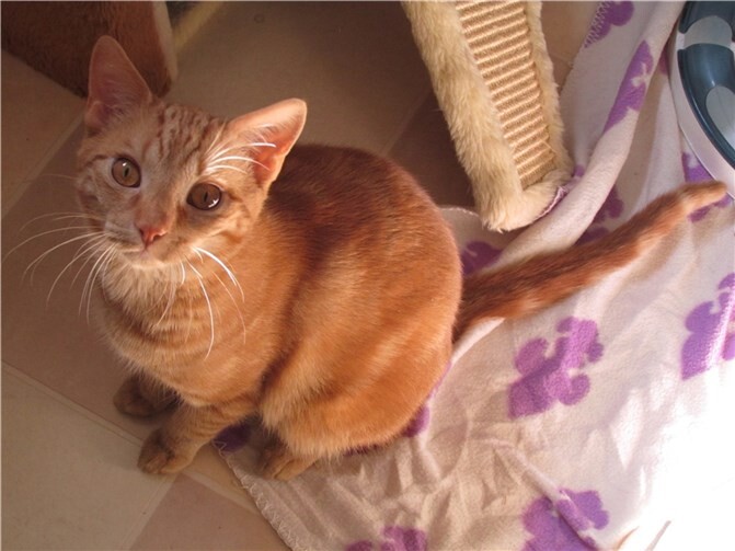 Chester. Fotos: privat