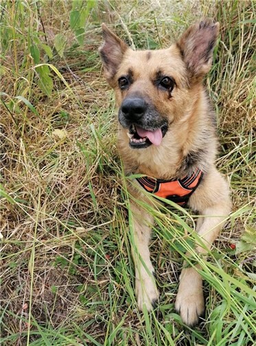 Chia liebt Spaziergänge. Fotos: privat