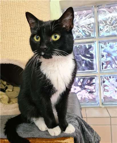 Chica.Foto: Tierheim u. Tierschutzverein Kreis Ahrweiler e.V.