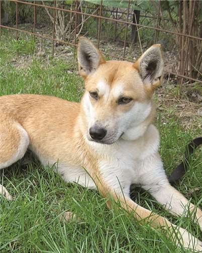 Chicca ist auf der Suche nach einem neuen Zuhause. privat