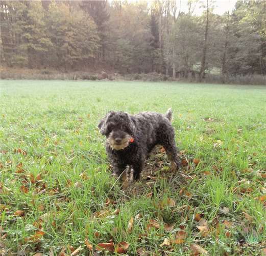 Chico. privat
