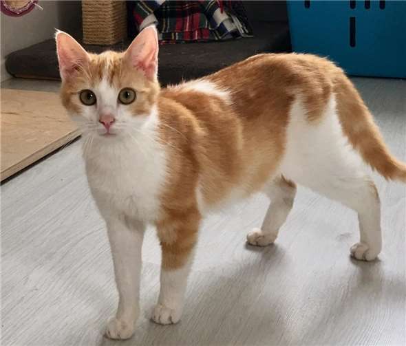 Chily wird bestimmt eine Schmusebacke werden. Foto: privat