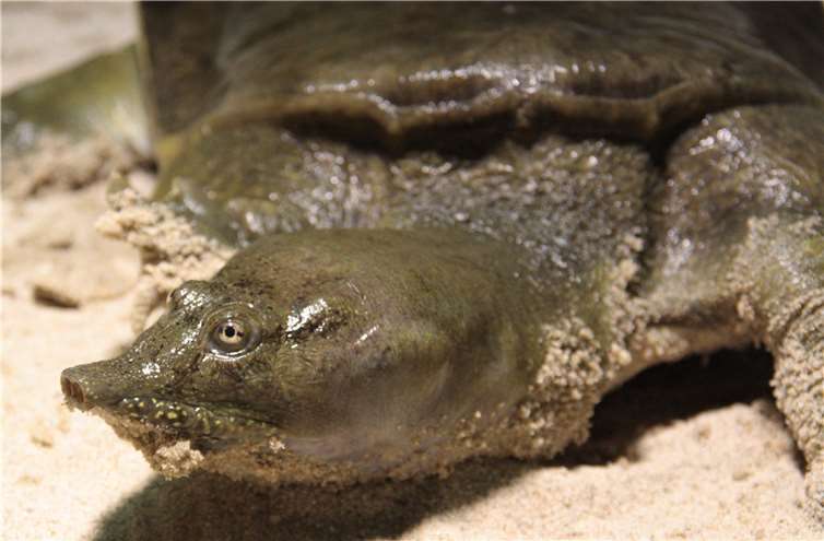 Chinesische Weichschildkröte. Foto: Zoo Neuwied/Thorben Maur