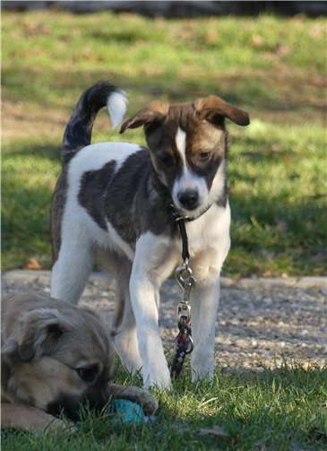 Chipo: Mix (wird mittelgroß), männlich, 30. September 2018 geboren. Foto: privat