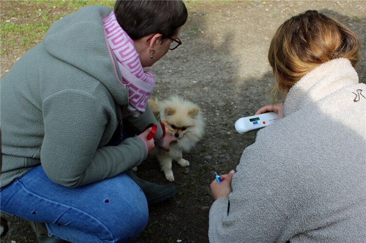 Chippen der Hunde durch die Richterin
