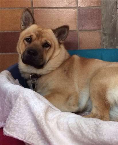 Chow chow-Mix sucht ein zuhause. Privat