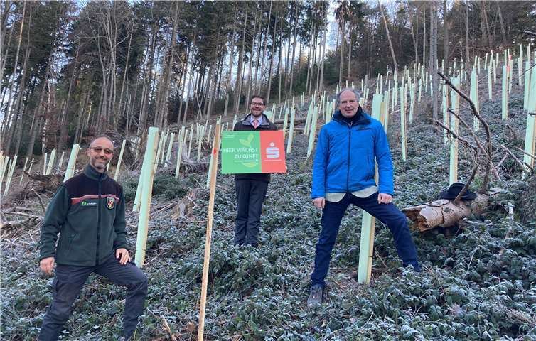 Christian Frings (Mitte), Leiter des Beratungscenters Niederzissen, Stadtbürgermeister Arnold Hoffmann (rechts) und Förster Dietmar Ebi (links) vom Forstamt Adenau bei den frisch gepflanzten Bäumen. Foto: KSK Ahrweiler