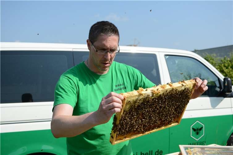 •Circa 10.000 Bienen befinden sich in einer Box.