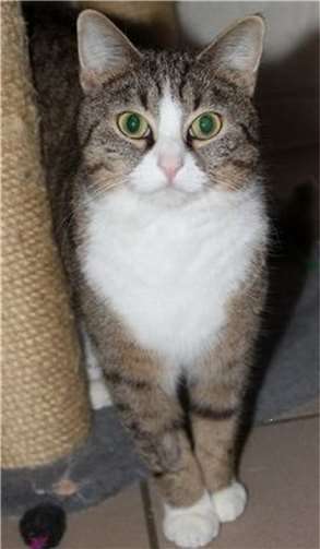 Claire  Foto: Katzenschutzfreunde Rhein-Ahr-Eifel e.V.