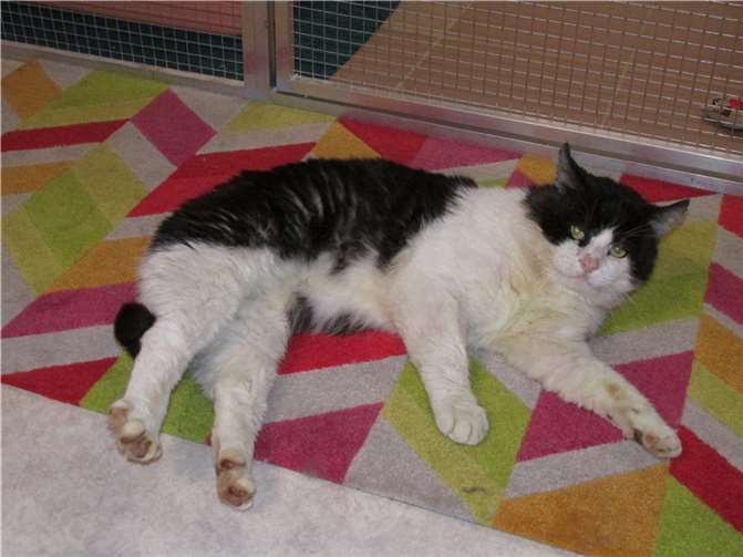 Clayton ist super lieber und verschmust.  Fotos: Katzenhilfe Westerwald