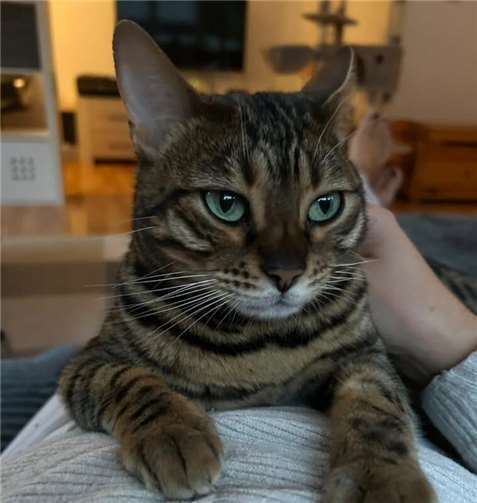 Cleo aus Heppingen.Foto: privat