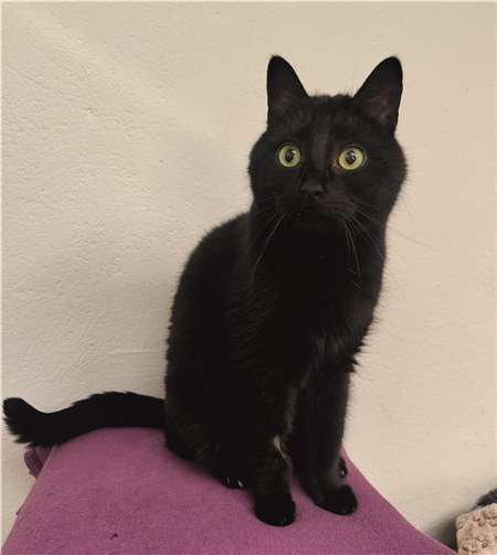 Coco ist sehr kinderfreundlich. Foto: Tierheim u. Tierschutzverein Kreis Ahrweiler e.V. , Claus Krah