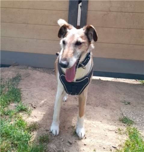 Coco sucht ein Zuhause. Foto: privat