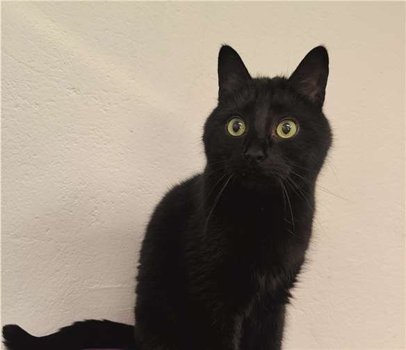 Coco sucht ein neues Heim.  Foto: Tierheim u. TierschutzvereinKreis Ahrweiler e.V. , Claus Krah