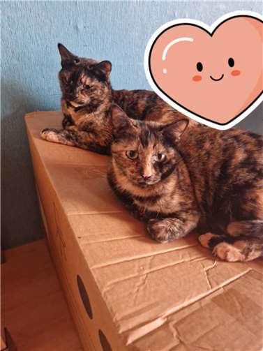 Coco und Baylie suchen neuen Sofaplatz Coco und Baylie (unten). Foto: privat