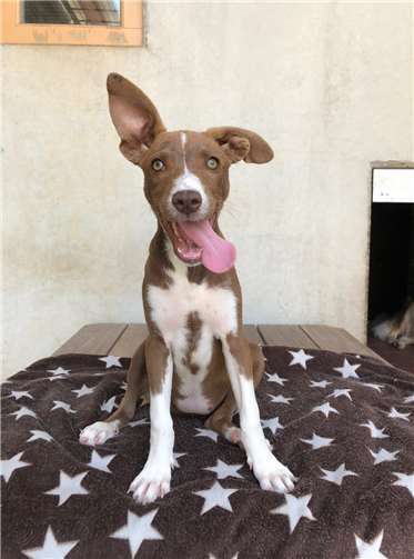 Cola: Podenco Mischling – weiblich– geboren 15. April 2020 – wird ca. 45-50 cm hoch