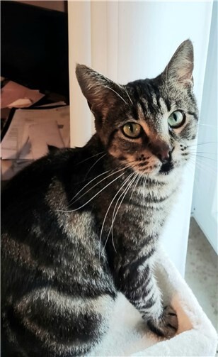 Cookie. Fotos: privat