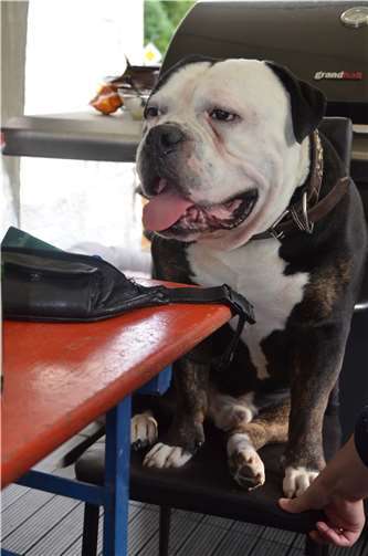 Cookie.Fotos: Ransbach-Baumbacher Tierheim