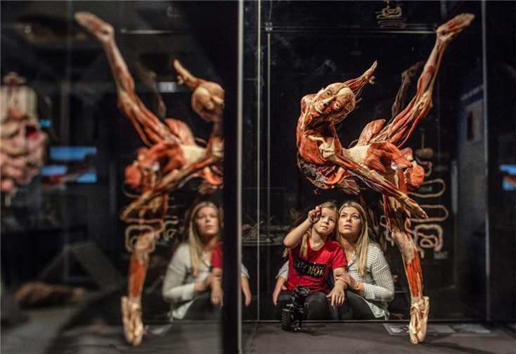Copyright: © Gunther von Hagens‘ KÖRPERWELTEN, Institut für Plastination, Heidelberg, www.koerperwelten.de/ Foto: David Trood