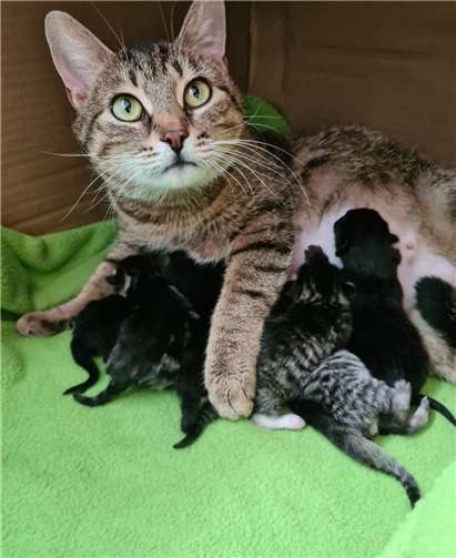 DIe Katzenmama mit ihren sechs Kitten. Foto: Katzenschutzfreunde